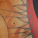 torso detail